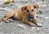 Community dogs (stray/street dogs) have the right to food and citizens have the right to feed community dogs: Delhi High Court